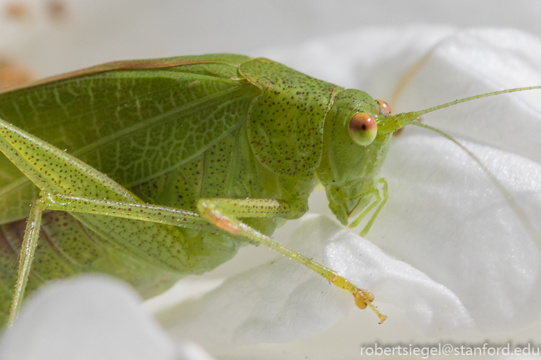 grasshopper